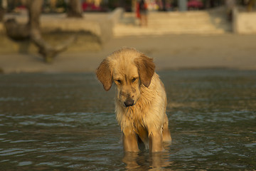 Image showing Southeast Aziya.Tailand. Chang Island.Local dog named Sharik.