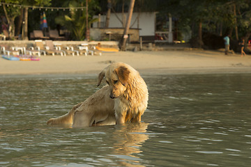 Image showing Southeast Aziya.Tailand. Chang Island.Local dog named Sharik.