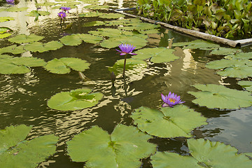 Image showing Grounds of the Hotel Amari in Koh Chang