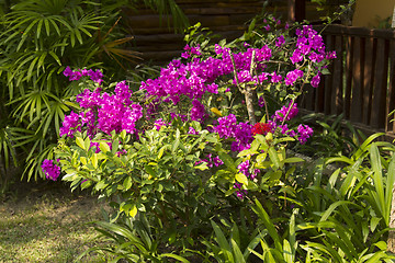 Image showing Grounds of the Hotel Amari in Koh Chang