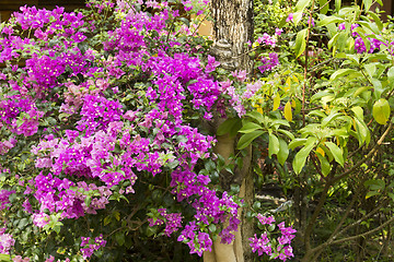 Image showing Grounds of the Hotel Amari in Koh Chang