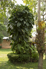 Image showing Grounds of the Hotel Amari in Koh Chang