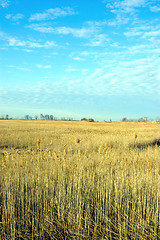 Image showing Wild Grass