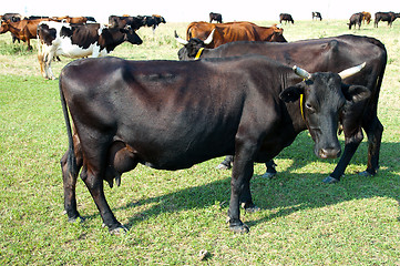 Image showing two black cows in pasture