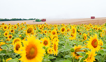 Image showing sunflowers on the field