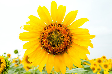 Image showing sunflower on the field