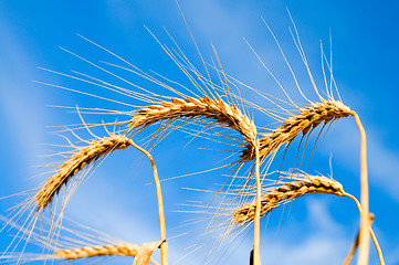 Image showing ears of ripe wheat on a background blue sky