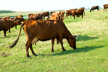 Image showing red steppe cows on a pasture