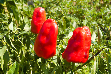 Image showing sweet cayenne in nature