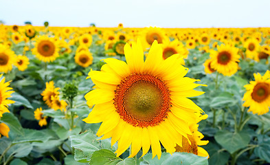 Image showing sunflower on the field