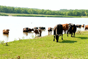 Image showing red steppe and black cows on watering