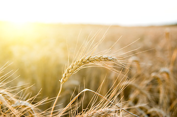 Image showing ears of ripe wheat on a background a sun