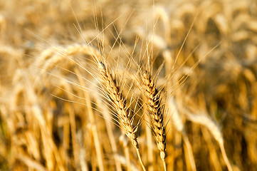 Image showing ears of ripe wheat on a background the field
