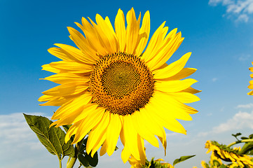 Image showing beautiful sunflower on the field