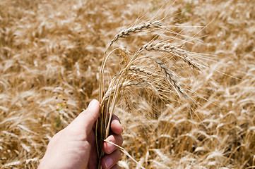 Image showing hand over wheat field. south Ukraine