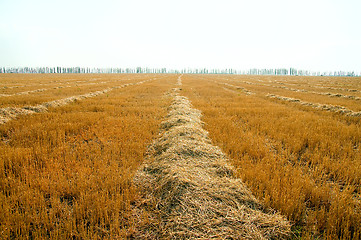 Image showing to gather in the harvest, south Ukraine