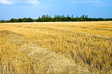 Image showing to gather in the harvest, south Ukraine