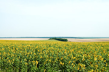 Image showing sunflowers field