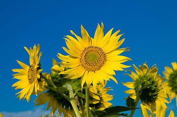 Image showing sunflowers on a background blue sky