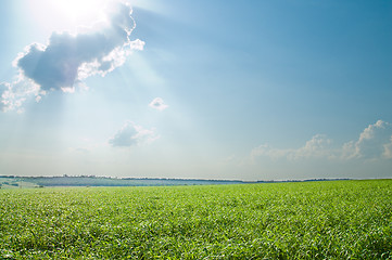 Image showing green grass and blue cloudy sky