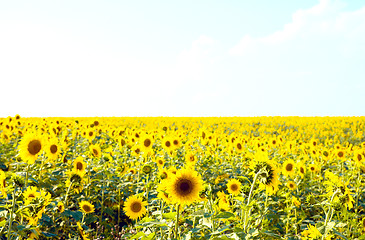 Image showing field of sunny sunflowers