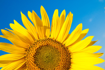 Image showing part of sunflower as background