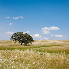 Image showing Tree in Golden Field