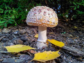 Image showing Little toadstool