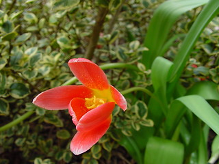 Image showing Flower