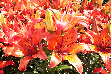 Image showing beautiful redheaded lilies