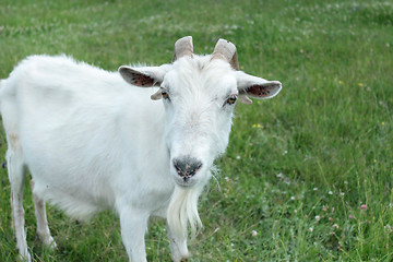 Image showing head of goat