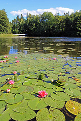 Image showing Pond with Waterlilies