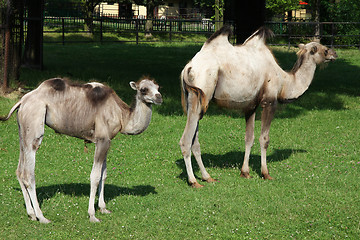 Image showing Young and adult camel