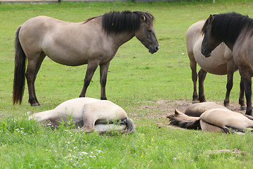 Image showing Wild horses