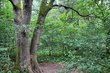 Image showing Bialowieza National Park