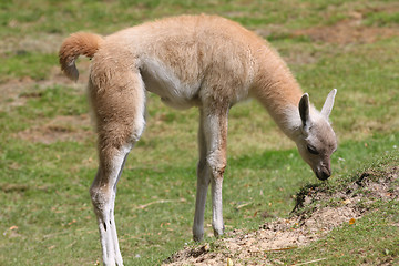 Image showing Baby alpaca