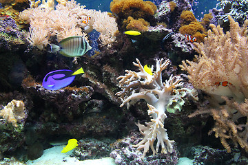 Image showing Aquarium in zoo