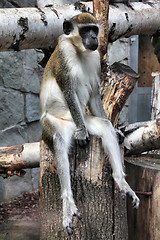 Image showing Green monkey