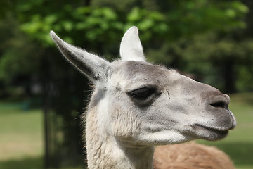 Image showing Alpaca