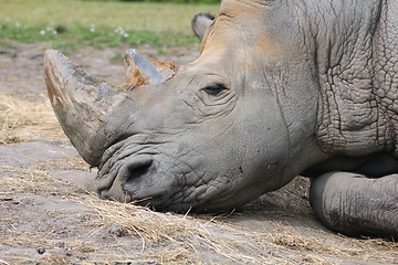 Image showing Rhino