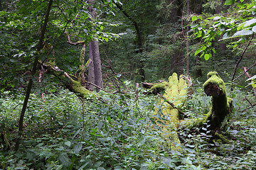 Image showing Bialowieza forest in Poland