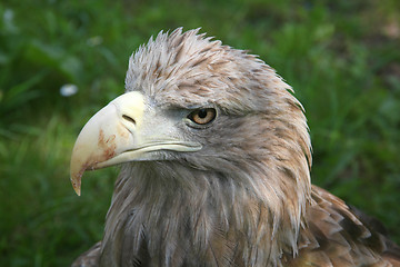 Image showing Eagle head