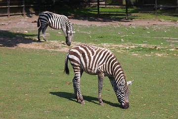 Image showing Zebras