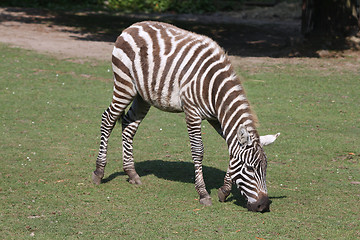 Image showing Zebra