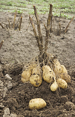 Image showing Fresh potato at the field