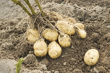 Image showing The tubers from one Bush in the potato field