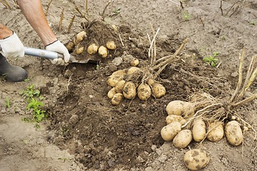 Image showing Rancher harvesting potato