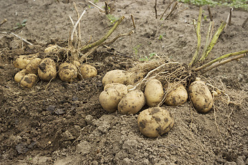 Image showing Tubers with two bushes in the potato