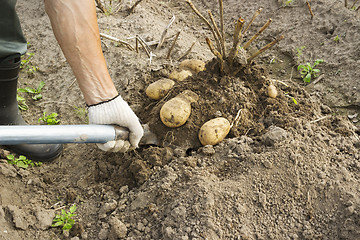 Image showing Vegetable grower harvesting potato