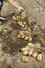 Image showing Farm worker makes harvesting potato